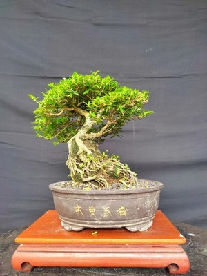 Bonsai Serissa Foetida On The Rock (OTR) Living Tree Bonsai Tree