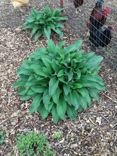 Comfrey Root Cuttings - Naturally Grown using no Chemicals