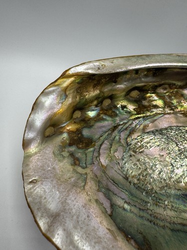 Conchiglia vintage Abalone lucida grande due piedi 8x6,5" - Foto 2 di 9