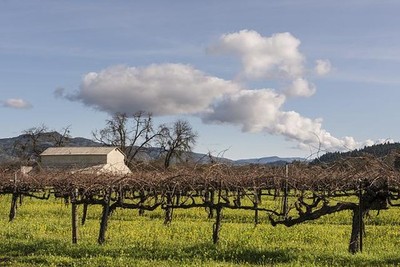 Photo:Wild mustard plants,California's Napa Valley in wintertime 1