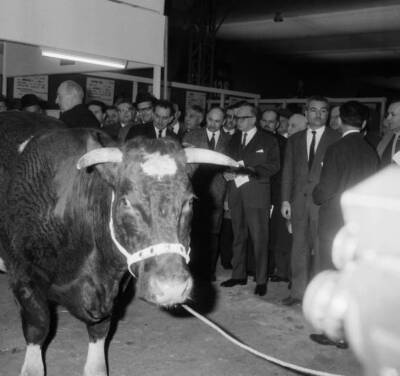 Agriculture Minister Edgar Faure admiring a bull presented sh- 1966 Old Photo