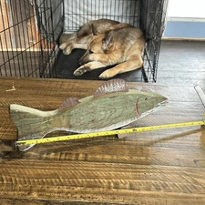 Large Mouth Bass Ice Fish Spearing Decoy Carved Folk Art  Metal Fins Decoration