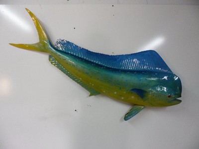 Mahi-Mahi Half Mount 45''