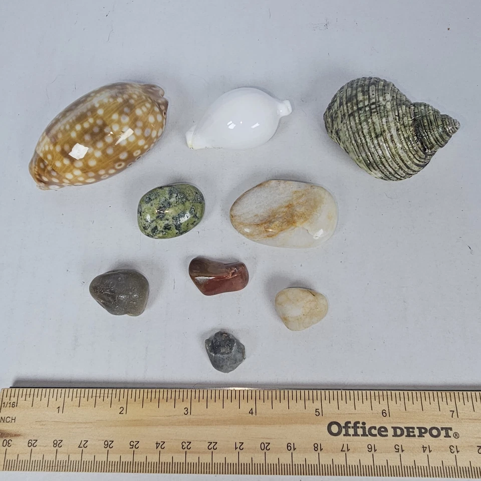 9 Seashells & Polished Stones - Assorted Decorative Aquarium Conch Cypraea - Image 2 of 4