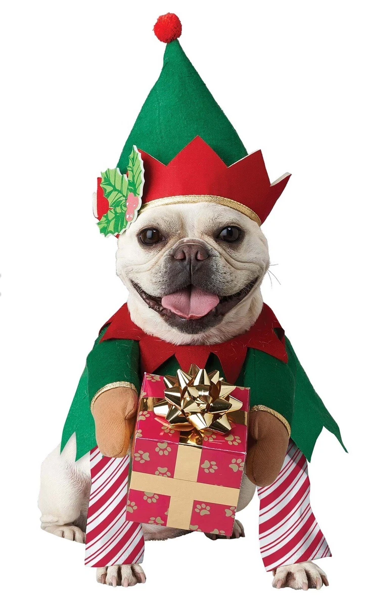 French bulldog top elf costume