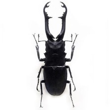 Prosopocoilus giraffa stag beetle Flores Indo...