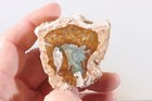 Polished Madagascar Fossil Araucaria 3.8 oz petrified Wood specimen lot #B3 — photo 8