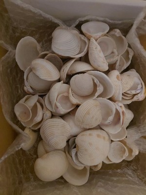 75 PCS White Sea Shells - Small Clam Shells for Crafts Tiny Seashells