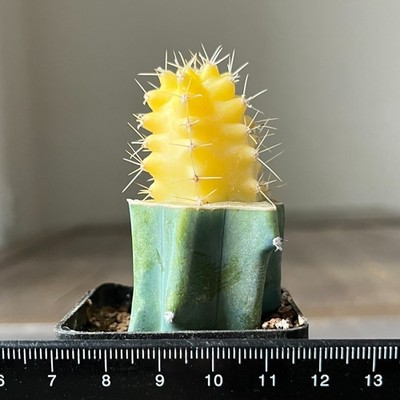 A14-829 Echinocereus triglochidiatus f. aurea (Grafted)