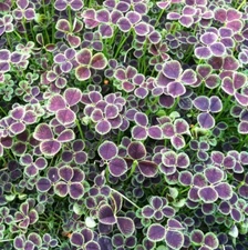 Dutch Clover Live Unusual Rare Hardy Trifolium Repens Atropurpureum In 4'' Pot