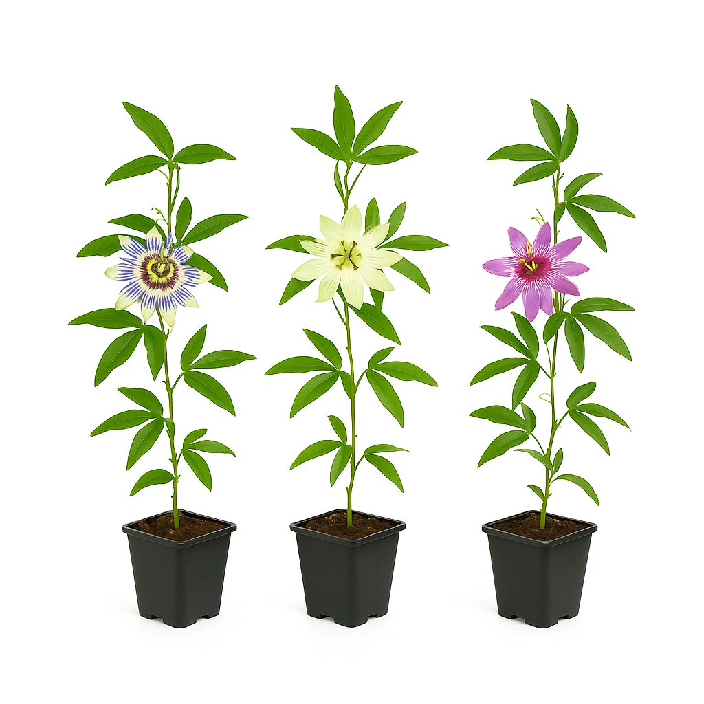 Passionsblume Pflanzen, Kletterpflanzen online kaufen | eBay.de
