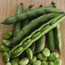 Broad Bean 'Robin Hood' Compact, Abundant Harvest 1x Seed Packet By Suttons
