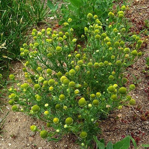 Pineapple weed - 100 seeds organically grown in MN non GMO.