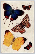 Foreign Butterflies Moths Aquarette Tuck Sons Postcard Stamped 1906
