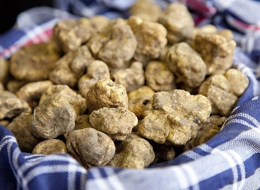 Tartufo Bianco Pregiato - Tuber Magnatum  Pico  D'Alba - ITALIA Gr 70 - Immagine 2 di 4