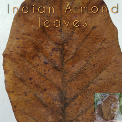60 PCS Catappa leaves A++ Indian Almond leaf shrimp betta fish aquarium