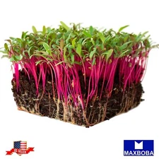 Beet Microgreens 960 Seed - Bulls Blood Non-GMO Heirloom