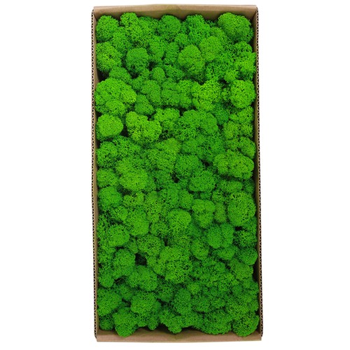 Preserved Moss Wall Decor Real Preserved Moss No Maintenance Required R1T5