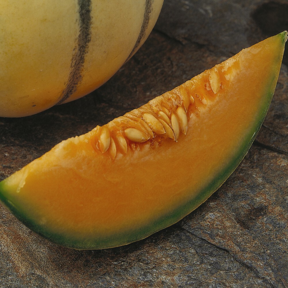 T&M Melon Sweet Fruit HalfHardy Annual Garden Plant 'Alvaro' 1 Packet 4 Seeds eBay