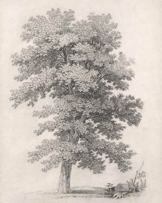 Vintage Tree Sketch Drawing Giclee Print on Fine Art Paper