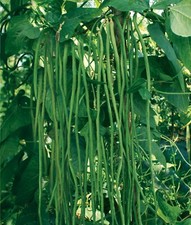 120 SEEDS DARK GREEN YARD LONG BEAN/STRING BEAN/CHINESE BEAN/ASPARAGUS BEAN,USA