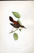 Original Old Antique Print Squacco Heron Meyer H/C Birds 1842-50 19th