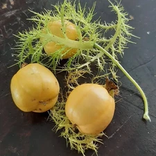 Wild Passion Fruit 150+ Seedss (Passiflora foetida) Bush Passionfruit