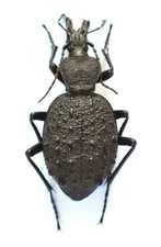 Carabidae: Cychrus tuberculatus from the Pacific Northwest, A1/A-. RARE!