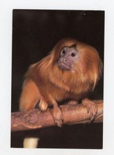 Animal  Postcard GOLDEN LION TAMARIN NATIONAL ZOO UNPOSTED CHROME 4X6