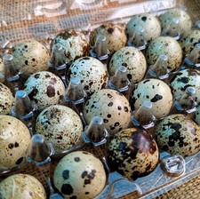 Quail Eggs for EATING - 4 dozen