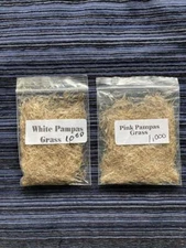 1,000 Seeds PINK PAMPAS GRASS AND  1,000 Seeds White Pampas Grass  USA HomeGrown