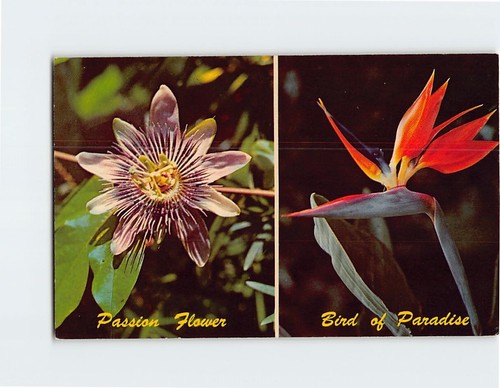 Postcard Florida Tropical Plants, Florida