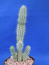 Hoodia gordonii Succulent Plant in 3" Pot Unusual Flower 5" to 10" Tall 1-3 Arms