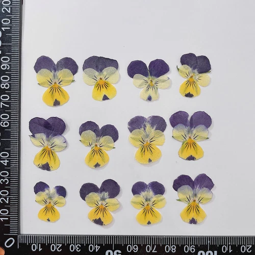 Dried Pressed Flowers Natural Epoxy Resin Candle Nail Art Scrapbooking Craft AU - Picture 138 of 210