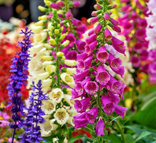 9000x Foxglove Digitalis Purpurea Dwarf Foxy Mix Seeds – Early