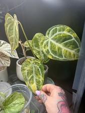 Anthurium Magnificum Variegated X (SKG SILVER X MICHELLE) Rare Established Aroid