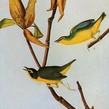 John James Audubon Birds KENTUCKY WARBLER Vintage Art Book Plate 90