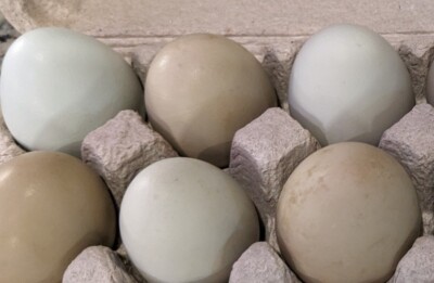 6 Fresh & Fertile Chicken Hatching Eggs - Blue/Green Mix *Colorful Egg Layers''