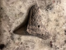 Shark Tooth Fossil From Bull Shark Thrash!