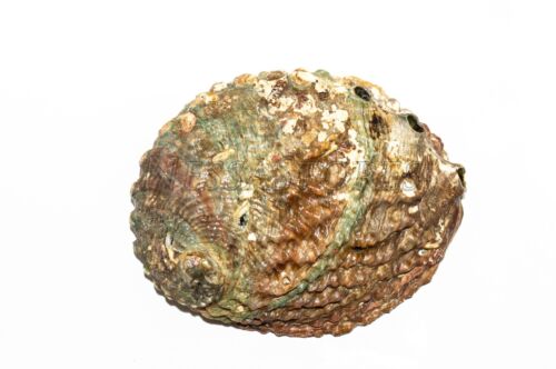Rosa Abalone Muschel einseitig poliert Strandhandwerk 4 Zoll - 5 Zoll (30 Stck.) #JC-011 - Bild 9 von 10