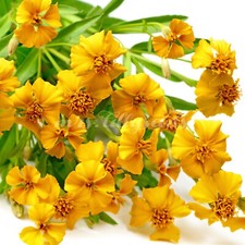 Tagetes Aztekische Würztagetes Studentenblume SWEET MACE 100+ Samen  Blumenwiese