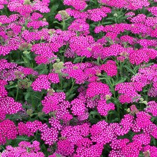 Achillea New Vintage Violet Compact Perennial Long Flowering Potted Garden
