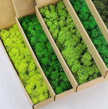 5 Color Mix Pack Preserved Reindeer Moss Natural Green DIY Kit Gardenning Art...