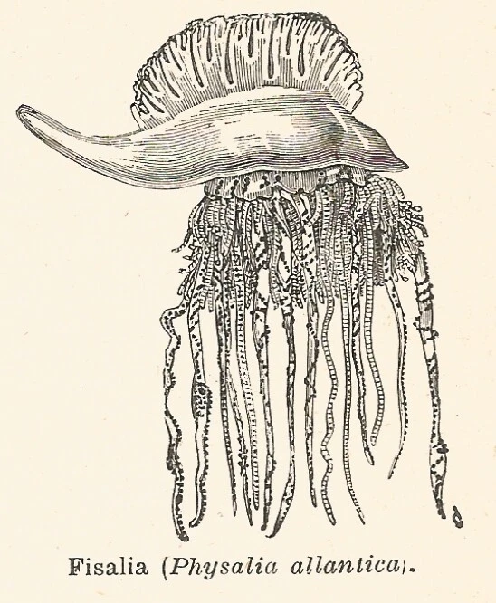 B3753 Fisalia Physalia Allantica 1926 Xylograph Old
