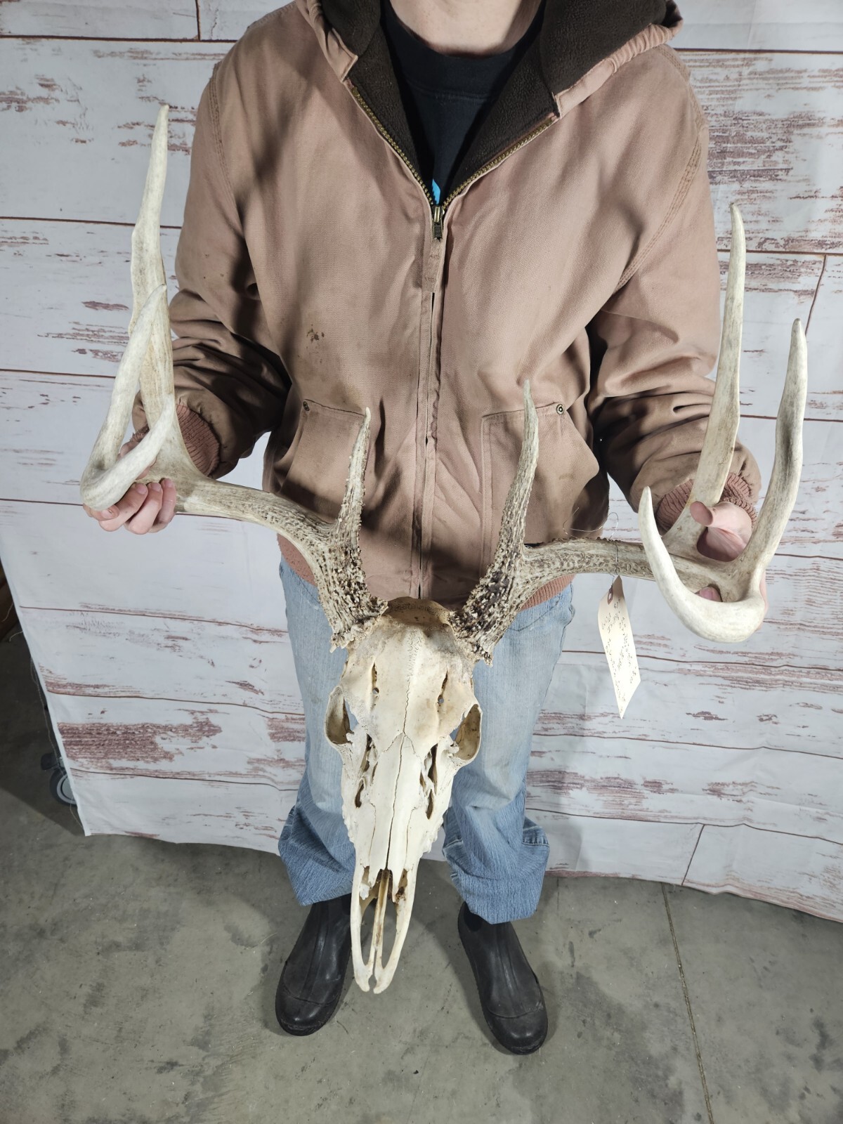 Big Wild 8 Point Whitetail Deer Antler Rack Horn Skull Man Cave 148