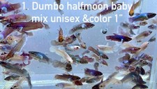 RANDOM BETTA DUMBO HALFMOON BABY UNISEX MIX COLOR 1" HIGH QUALITY USA 1