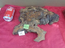 Burlwood Tree Slice 9