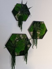 Hexagon 3er-Set Moosbild Holzrahmen Pflanzenbild Deko Moos konserviert Natur