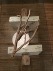 Lot of 3 Branched Cholla Wood Cactus Skeletons from Joshua Tree 16-25" — photo 3