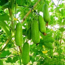 FUZZY GOURD, HAIRY GOURD, JOINTED GOURD SEEDS,  BÍ ĐAO CHANH (7 pcs)